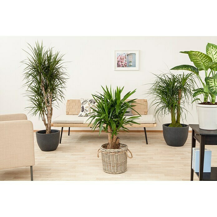 Yucca elephantipes 24