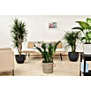 Zamioculcas zamiifolia 19 im Korb