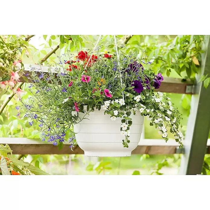 Piardino Garten-Arrangement BeetampelTopfgröße: 30 cm, Blütenfarbe: Bunt