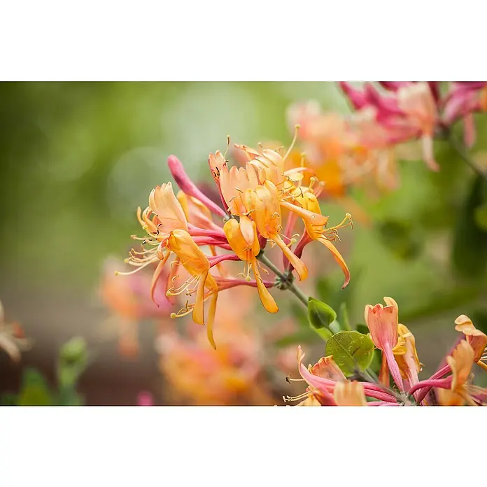 Piardino Immergrünes Geißblatt - Lonicera henryi in Sorten, Topfgröße: 17 cm - Nahaufnahme einer Gruppe von orangefarbenen und rosa farbigen Geißblattblüten, die auf einem Zweig mit grünen Blättern wachsen.