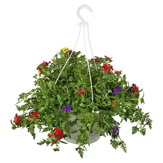 Piardino Blumenampel Balkonpflanzen - Verschiedene Arten und Sorten - Weißer Kunststoff-Hängekorb mit leuchtend roten, violetten und gelben Blumen und üppigem Grün.