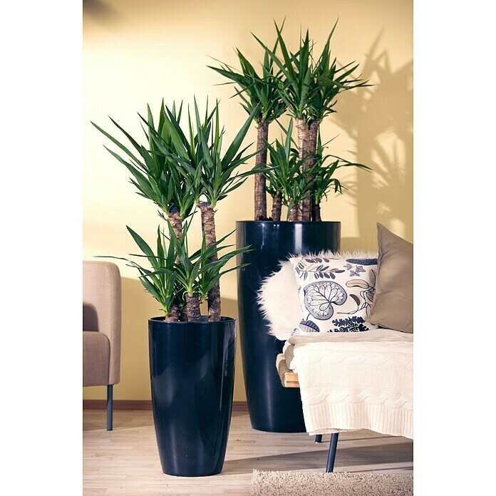 Yucca elephantipes 24