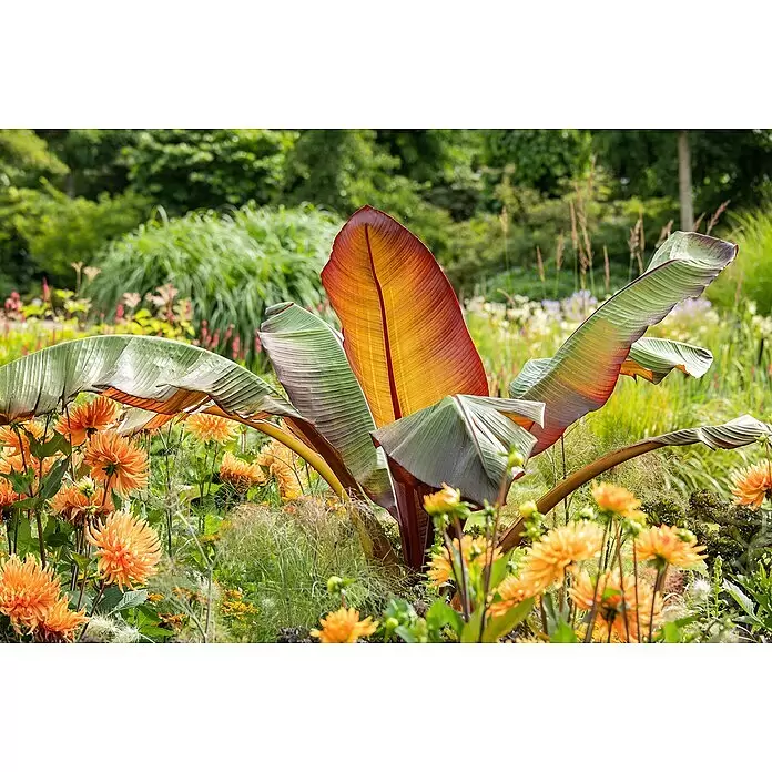 Piardino Bananenstaude - Musa basjoo, Topfgröße: 17 cm - Große Tropenpflanze mit roten und grünen Blättern, umgeben von leuchtend orangefarbenen Dahlien in einem üppigen Garten.