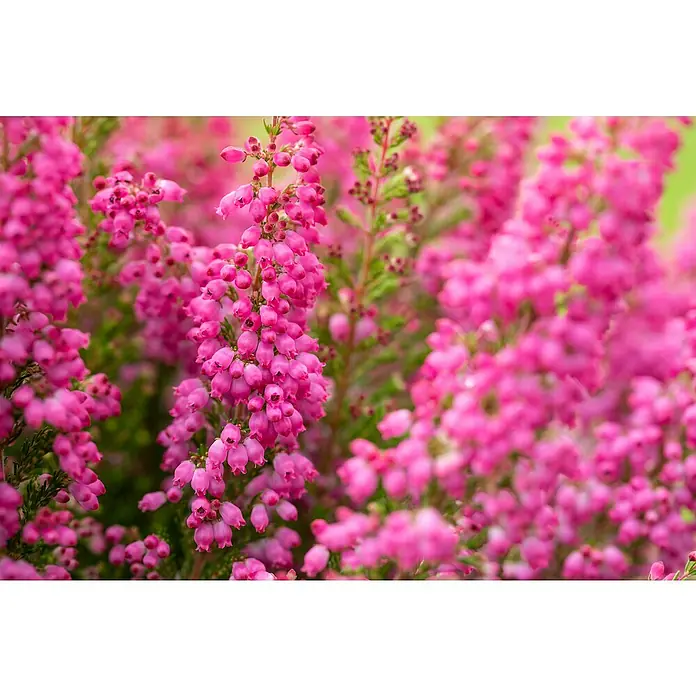 Piardino Brezo - Erica gracilis, Tamaño de maceta: 23 cm, Rojo - Primer plano de flores de brezo rosas que muestran su delicada belleza y color vibrante en la naturaleza.