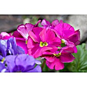 Piardino Primel (Primula obconica, Topfgröße: 12 cm, Verschiedene Farben) | BAUHAUS