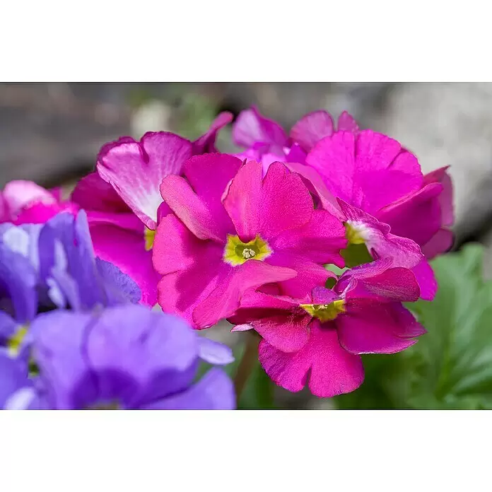 Piardino Primel Set - Primula acaulis, 10 Stk., verschieden - Nahaufnahme von leuchtenden lila und magentafarbenen Blüten mit gelben Mitten.