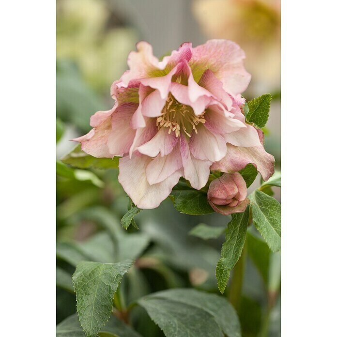 Piardino Christrose (Helleborus orientalis, Topfgröße: 17 cm, Rosa) | BAUHAUS