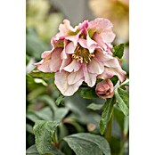Piardino Christrose (Helleborus orientalis, Topfgröße: 17 cm, Rosa) | BAUHAUS