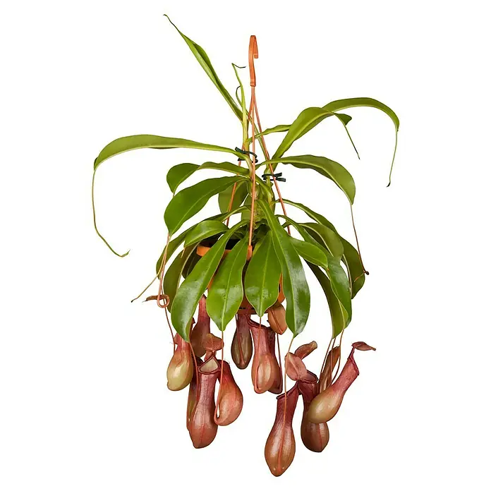 Piardino Kannenpflanze - Nepenthes, Topfgröße: 25 cm - Eine Hängepflanze mit länglichen, grünen Blättern und mehreren hängenden, krugförmigen, rotbraunen Kannen.