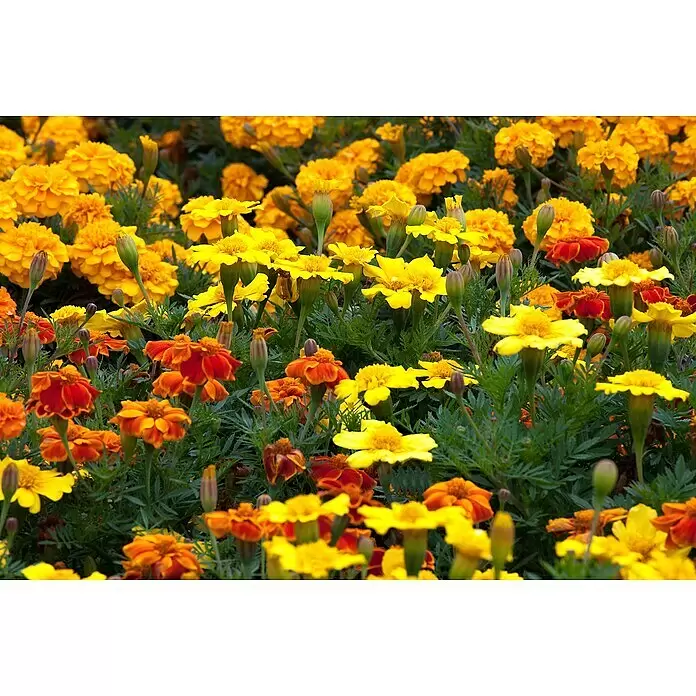 Piardino Staude - Tagetes patula, Topfgröße: 9 cm - Ein lebhaftes Beet aus gelben und orangen Studentenblumen mit grünem Laub.
