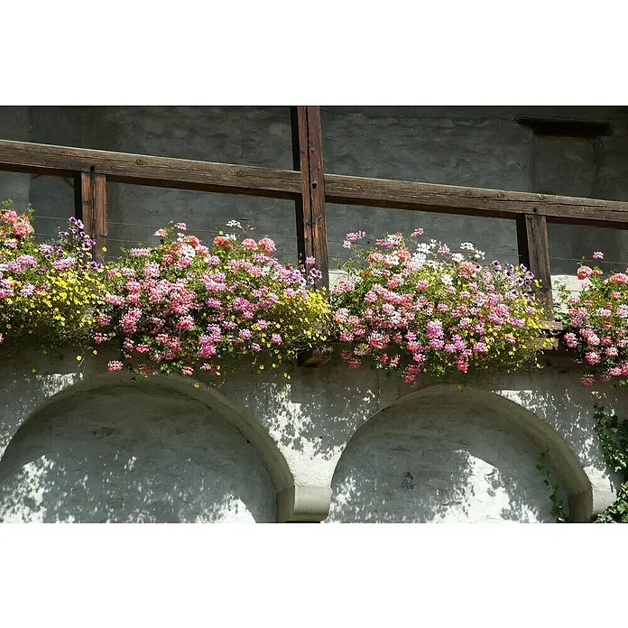 Piardino Balkonpflanzen-Mix Confetti Garden - Topfgröße: 12 cm - Schöne rosafarbene Geranien und gelbe Blüten kaskadieren über einen Holzbalkon und verleihen einer steinernen Fassade mit Bögen Charme.