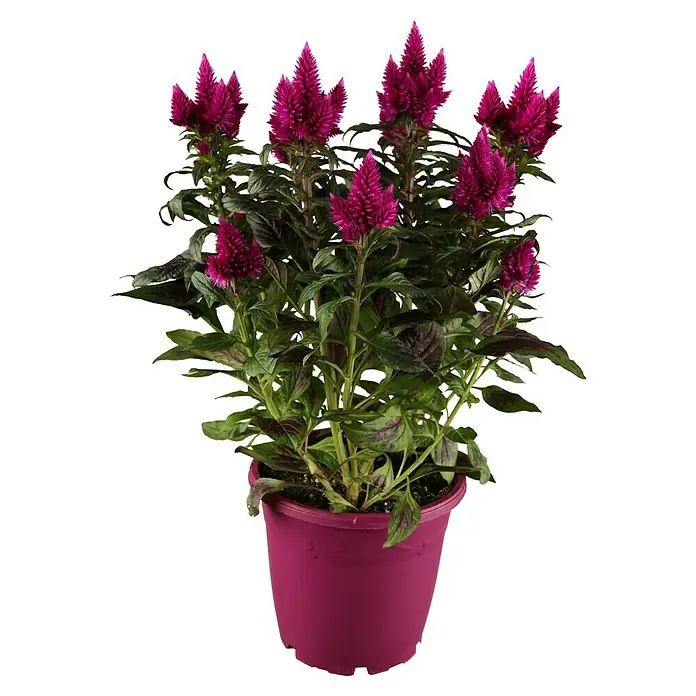Piardino Celosia argentea - Celosia argentea - Una flor de Celosia Argentea en una maceta. Esta planta tiene flores de color rosa oscuro y hojas de color verde oscuro dentro de una maceta.