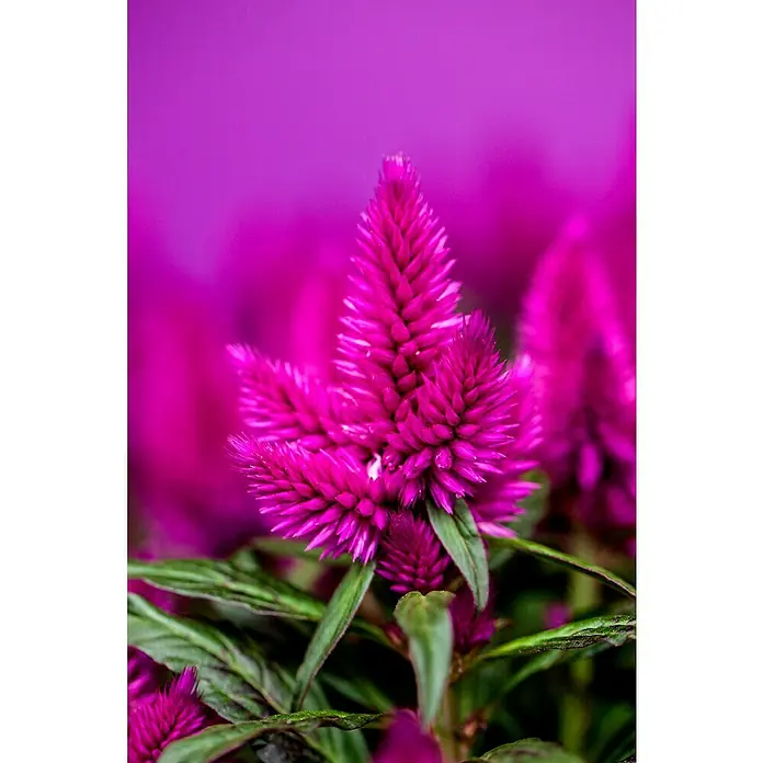 Piardino Celosia argentea - Celosia argentea - Primer plano de una vibrante flor de cresta de gallo rosa con hojas verdes sobre un fondo borroso del mismo color.