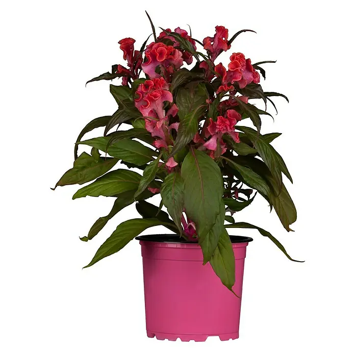 Piardino Celosia argentea - Celosia argentea - Una planta de Celosia Cristata en maceta, conocida por sus vibrantes flores rojas y aterciopeladas y hojas verdes, exhibida en una maceta rosa.