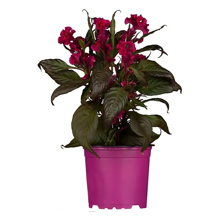 Piardino Celosia argentea - Celosia argentea - Una planta de Celosia en una maceta rosa. Las flores son rojas y las hojas son de color verde oscuro.