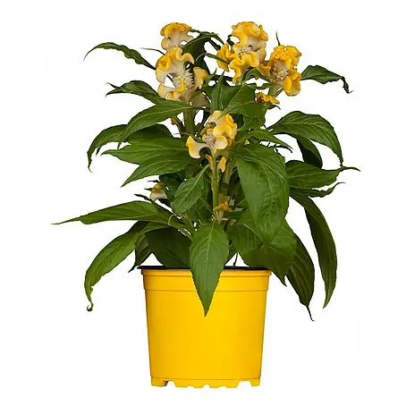 Piardino  Celosia argentea