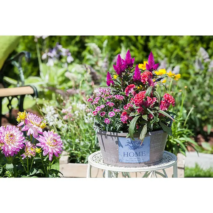Piardino Gartennelke Mini Pink Kisses ® - Dianthus caryophyllus, Topfgröße: 6 cm, Lila/Weiß - Nahaufnahme von einem dekorativen Blumentopf mit farbenfrohen Blumen, der auf einem kleinen Tisch im Garten steht.