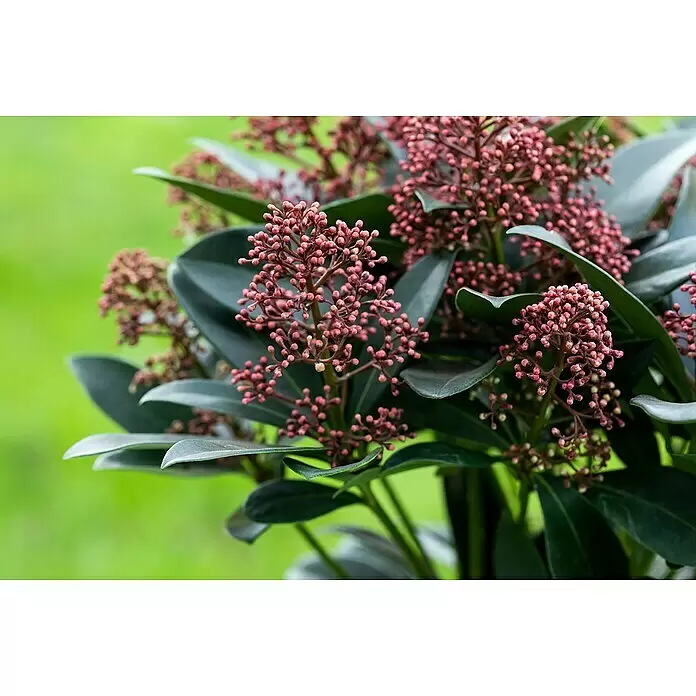 Piardino Chinesische Skimmie - Skimmia japonica 'Temptation', Topfvolumen: 3 l - Eine Pflanze mit Büscheln rötlich-rosa Blütenknospen und dunkelgrünen Blättern.