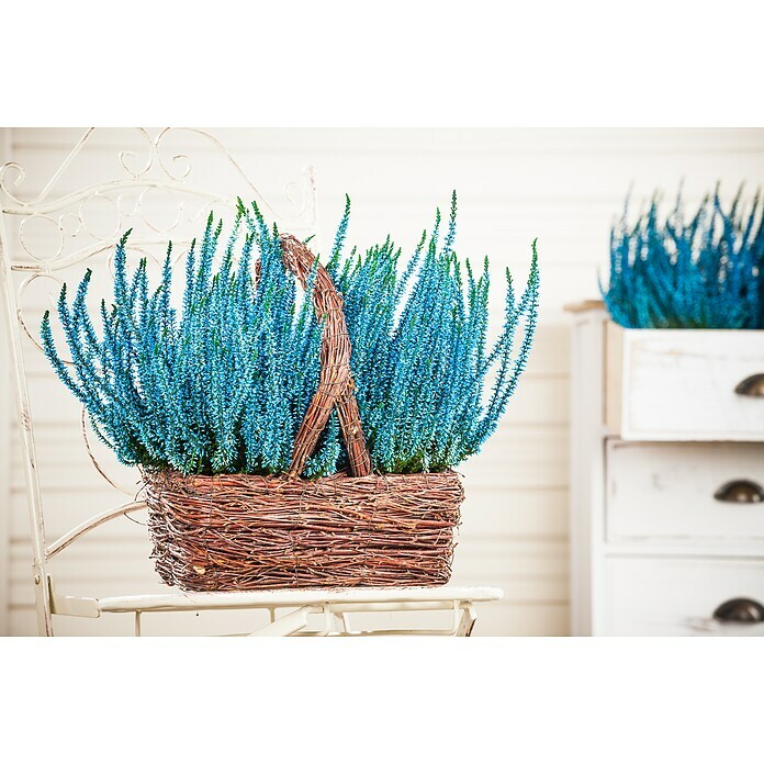 Calluna vulgaris 10 gefaerbt in 6 Farben