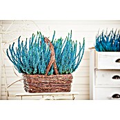 Calluna vulgaris 10 gefaerbt in 6 Farben