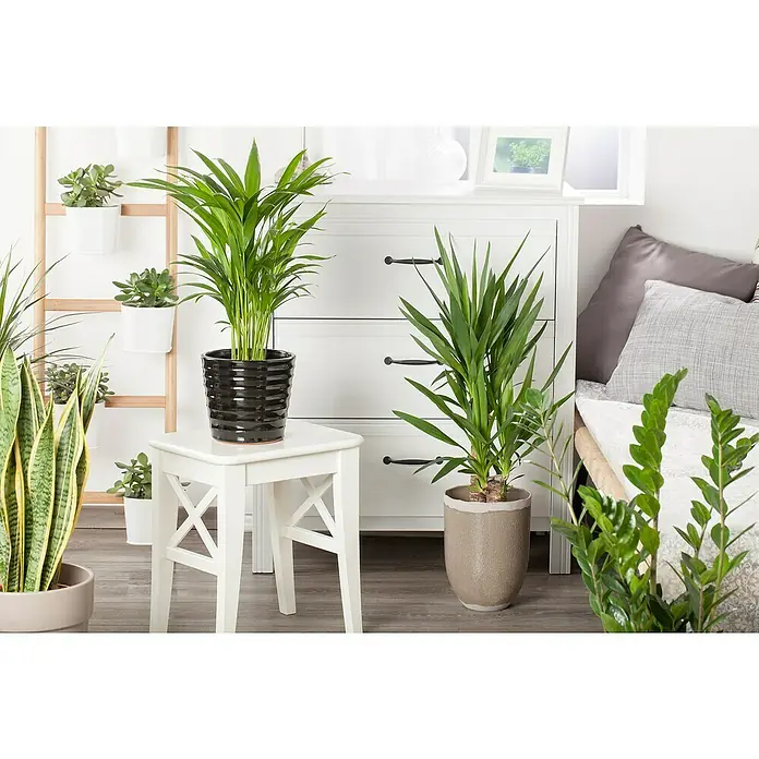 Piardino Mezcla de vegetales - Varios géneros - Un primer plano de un interior con varias plantas de interior en macetas, incluyendo una palma areca en un taburete.