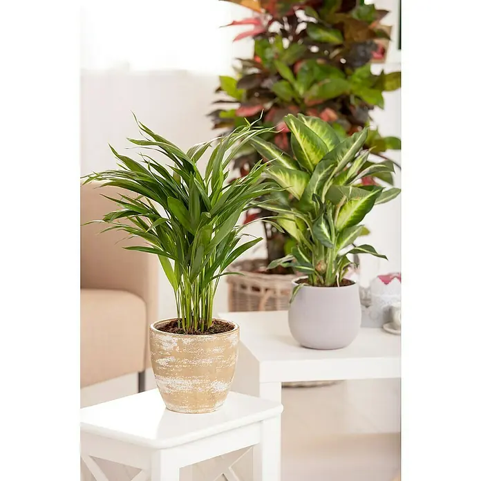 Piardino Mezcla de vegetales - Varios géneros - Arreglo de plantas de interior con una palma kentia en una maceta y una dieffenbachia sobre una mesa blanca, utilizado como decoración.