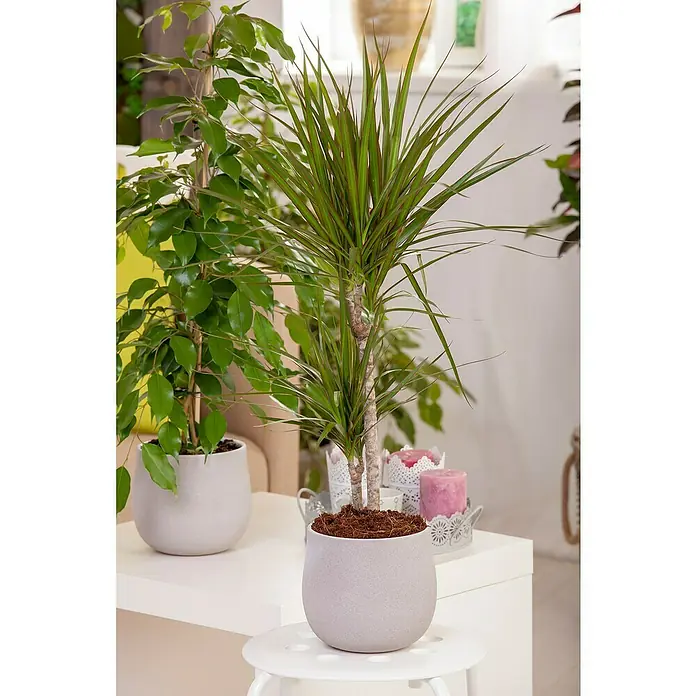 Piardino Mezcla de vegetales - Varios géneros - Planta de interior en una maceta gris, con hojas verdes delgadas, creando una decoración elegante y natural para espacios interiores.