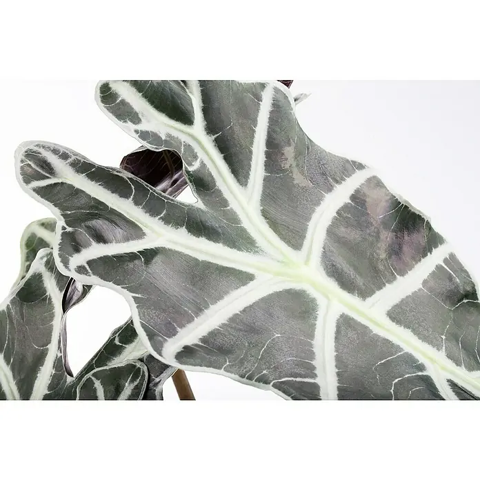 Piardino Marquesa - Alocasia, Tamaño de maceta: 24 cm - Primer plano de una hoja de Alocasia Frydek, mostrando sus llamativas venas blancas sobre el fondo oscuro, resaltando su estructura foliar.