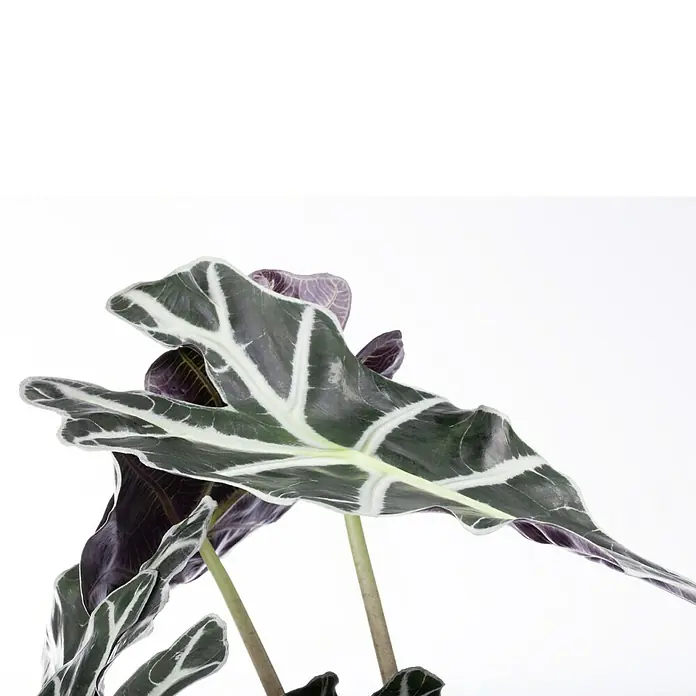 Piardino Marquesa - Alocasia, Tamaño de maceta: 24 cm - Primer plano de una planta de Alocasia con llamativas venas blancas en hojas oscuras en forma de punta de flecha. Un toque tropical para cualquier amante de plantas.