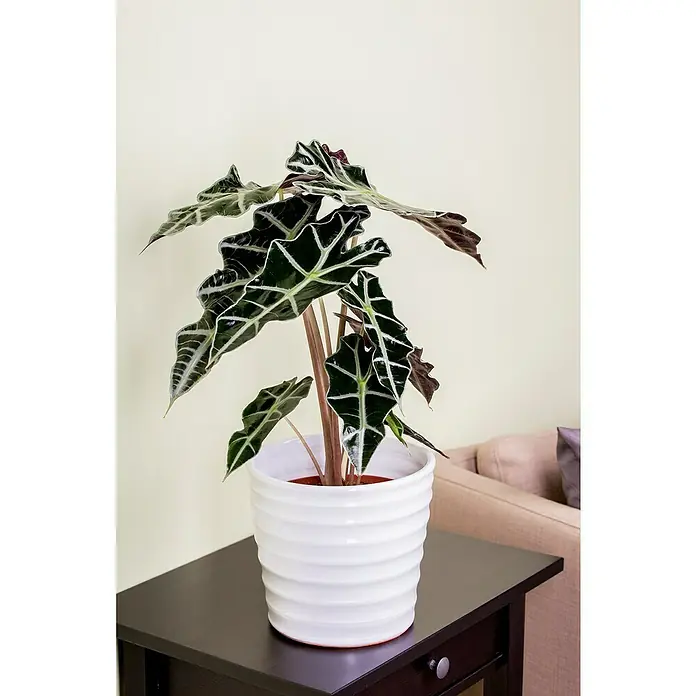 Piardino Marquesa - Alocasia, Tamaño de maceta: 24 cm - Elegante planta Alocasia Polly en maceta blanca sobre una mesa oscura, sus llamativas hojas realzan cualquier habitación.