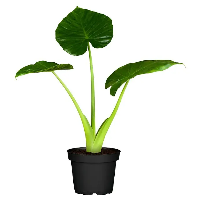 Piardino Marquesa - Alocasia, Tamaño de maceta: 24 cm - Atractiva planta de interior Alocasia en maceta, con grandes hojas verdes que aportan un toque fresco a cualquier espacio.