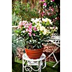 Nerium oleander 40