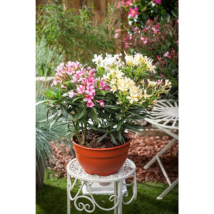 Nerium oleander 30 Solitair Solitaer kno