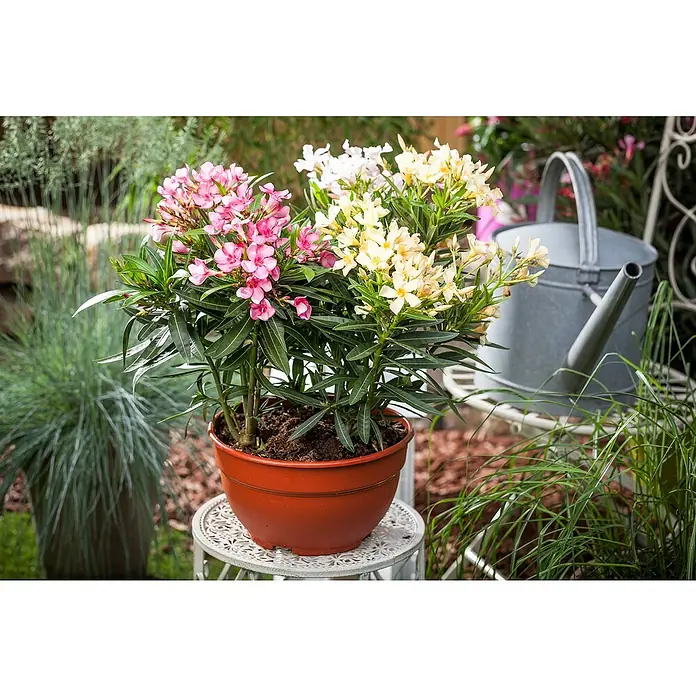 Piardino Oleander - Nerium oleander, Blütezeit: Juni, Max. Wuchshöhe: 100 cm - 200 cm - Üppiger Oleander im Topf mit rosa und gelben Blüten, platziert auf einem dekorativen Gartentisch, umgeben von Grün.