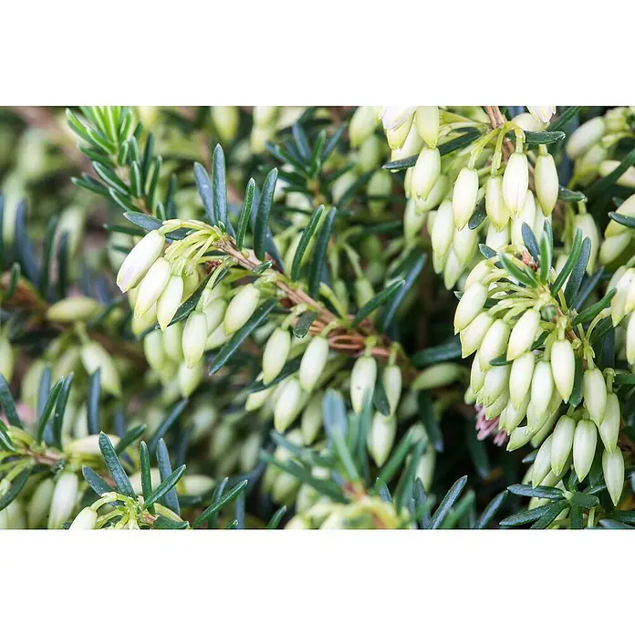Piardino Winterheide - Erica carnea, Topfgröße: 13 cm, Rosa - Nahaufnahme von Daboecia-Blüten mit grünen Blättern. Die elfenbeinfarbenen, glockenförmigen Blütenblätter hängen elegant von der Pflanze herab.