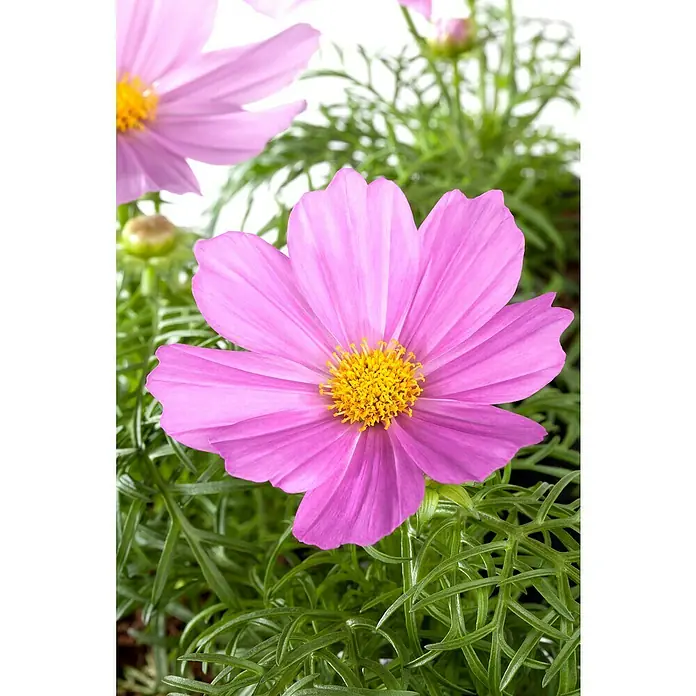 Piardino Staude Schmuckkörbchen - Cosmea bipinnatus, Topfgröße: 19 cm - Nahaufnahme einer pinkfarbenen Kosmee-Blume mit gelber Mitte, umgeben von filigranem, grünem Laub.