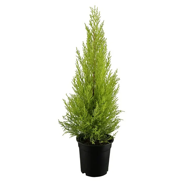 Piardino Zimmerzypresse - Cupressus macrocarpa, Topfgröße: 14 cm - Dekorativer, gelbgrüner Mini-Zypressenbaum in einem schwarzen Topf, ideal für Innenräume und als stilvolles Dekorationselement.