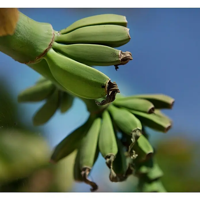 Platanero - Musa basjoo, Tamaño de maceta: 19 cm - Primer plano de un racimo de plátanos verdes, aún no maduros, colgando de un árbol contra un cielo azul brillante.