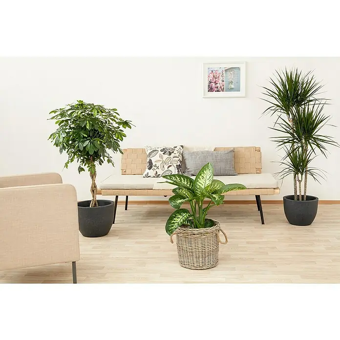 Piardino Pachira - Pachira aquatica, Tamaño de maceta: 27 cm - Habitación con un sofá acogedor, un sillón y tres plantas de interior. Las plantas añaden vida y color a la decoración.