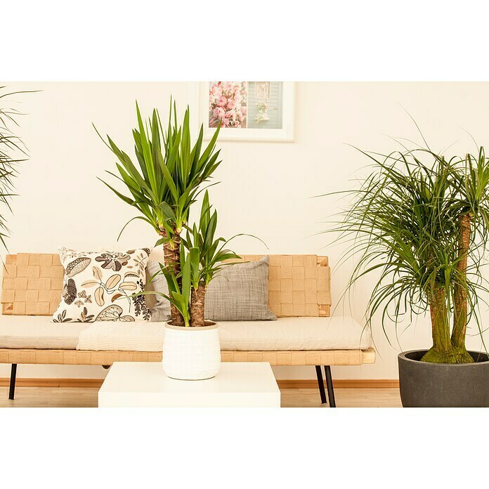 Yucca elephantipes 24