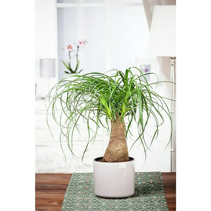 Piardino Elefantenfuß - Beaucarnea recurvata, Topfgröße: 21 cm - Zimmerpflanze Elefantenfuß in einem grauen Topf auf einem Tisch. Der Elefantenfuß hat lange, grüne Blätter, die elegant überhängen.