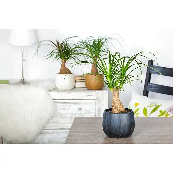 Piardino Elefantenfuß verzweigt - Beaucarnea recurvata, Topfgröße: 40 cm - Stimmungsaufnahme