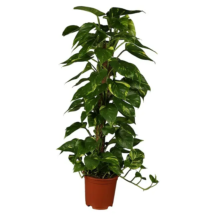 Piardino Poto - Epipremnum aureum, Tamaño de maceta: 21 cm - Una exuberante planta de potos en maceta con un tutor de musgo en el centro. Las hojas verdes tienen un patrón marmoleado amarillo.