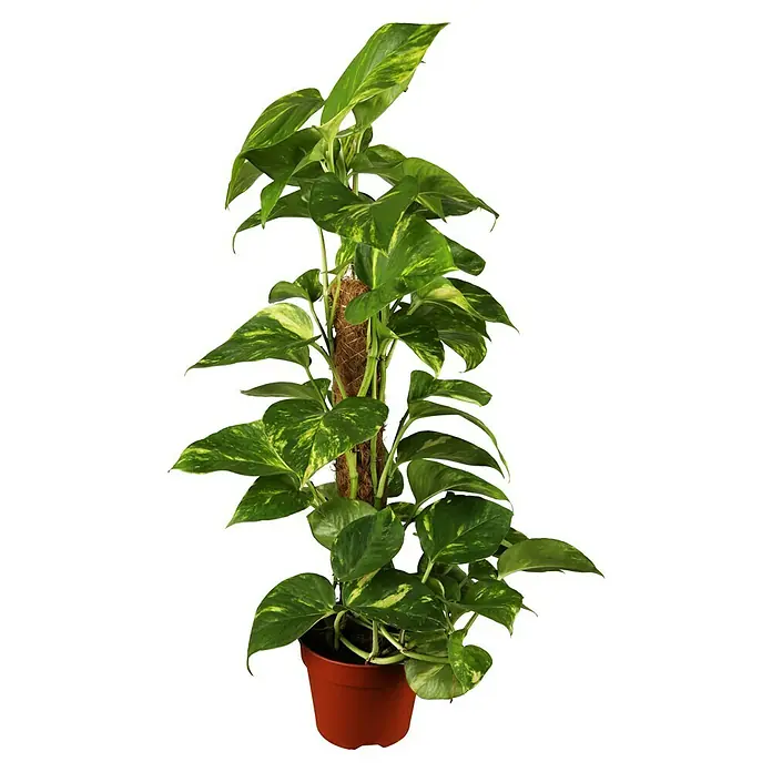 Piardino Poto - Epipremnum aureum, Tamaño de maceta: 21 cm - Una planta de interior Epipremnum aureum en una maceta marrón con un tutor de musgo, que muestra sus vibrantes hojas verdes y amarillas.