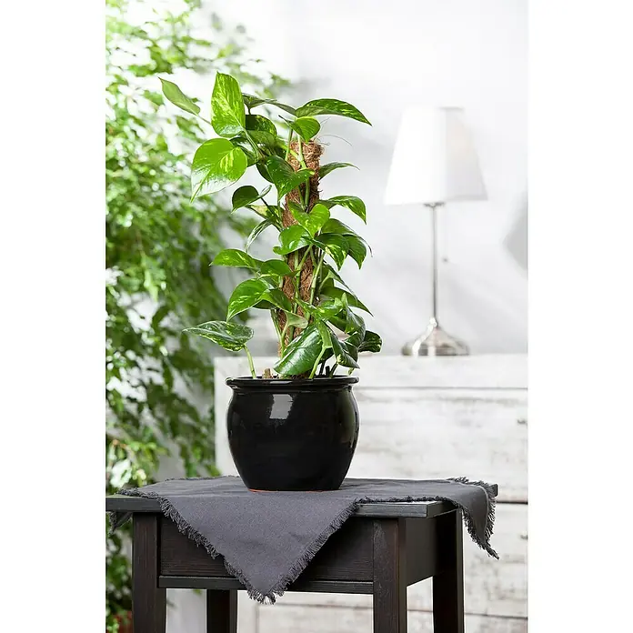 Piardino Poto - Epipremnum aureum, Tamaño de maceta: 21 cm - Planta de interior en maceta negra sobre mesa de madera oscura con tela gris. Al fondo, hay una lámpara y plantas verdes.