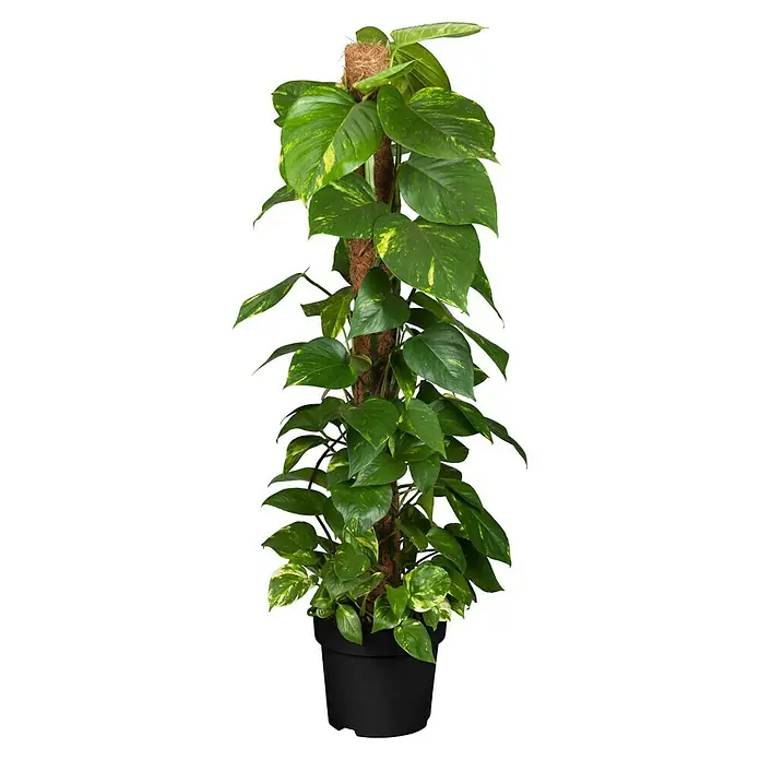 Piardino Poto - Epipremnum aureum, Tamaño de maceta: 21 cm - Pothos dorado en maceta con tutor de musgo. Esta planta de interior es un elemento decorativo y fácil de cuidar para cualquier estancia.