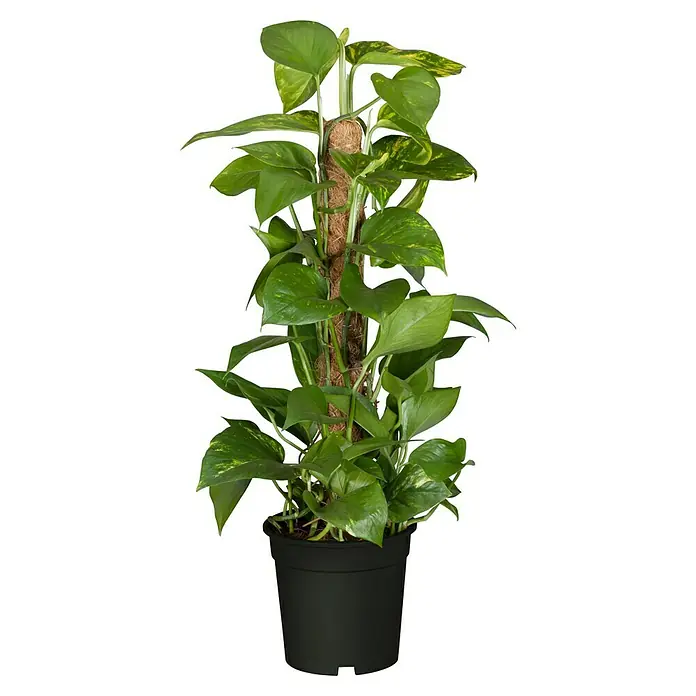 Piardino Efeutute - Epipremnum aureum, Topfgröße: 21 cm - Ein üppiger Pothos mit kräftigen, grünen Blättern, der an einem Moosstab emporwächst, in einem schlichten schwarzen Topf.