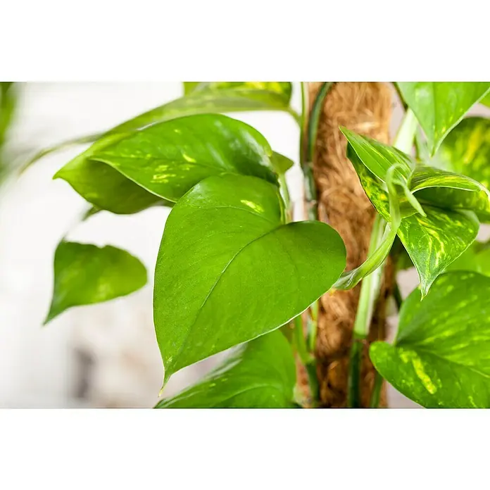 Piardino Efeutute AktionswareEpipremnum aureum, Topfgröße: 21 cm - Nahaufnahme einer prächtigen Efeutute, die an einer Moosstange emporwächst und ihre leuchtenden Blätter präsentiert.