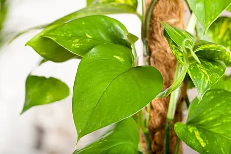 erde geigenfeige Geigenfeige XL | Ficus lyrata