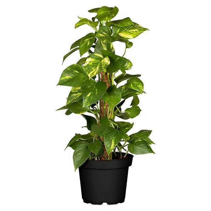 Piardino Poto - Epipremnum aureum, Tamaño de maceta: 24 cm - Una foto de una potus dorada (Epipremnum aureum) en una maceta negra trepando por un tutor de musgo sobre un fondo negro.
